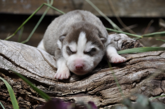 Petite femelle Husky Sibérien née le 04/06/2026 est proposée – vendue 1400 €.