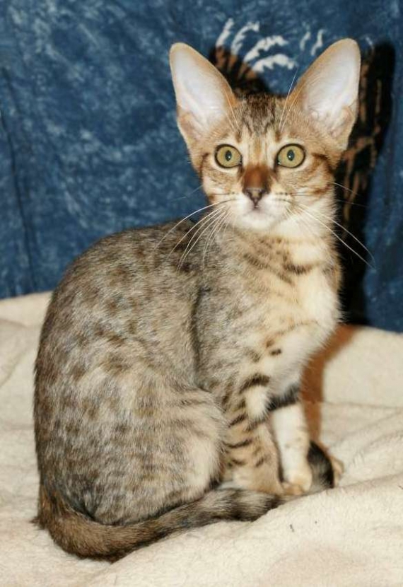 Petite femelle Savannah née le 08/03/2026 est proposée – vendue 1500 €.