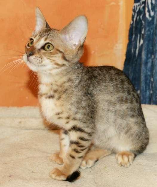 Petit mâle Savannah né le 08/03/2026 est proposé – vendu 1500 €.