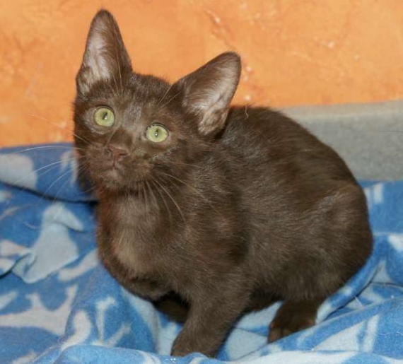 Petite femelle Savannah née le 17/03/2026 est proposée – vendue 1200 €.