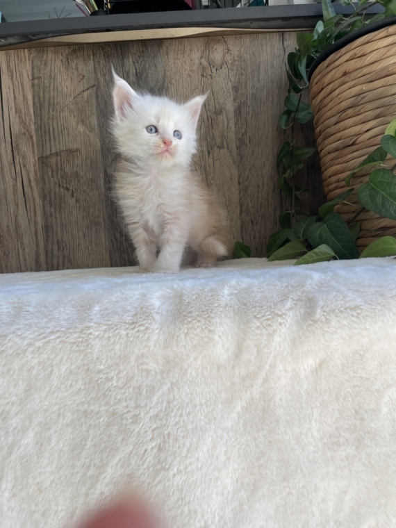 Petit mâle Maine Coon né le 06/05/2026 est proposé – vendu 1700 €.