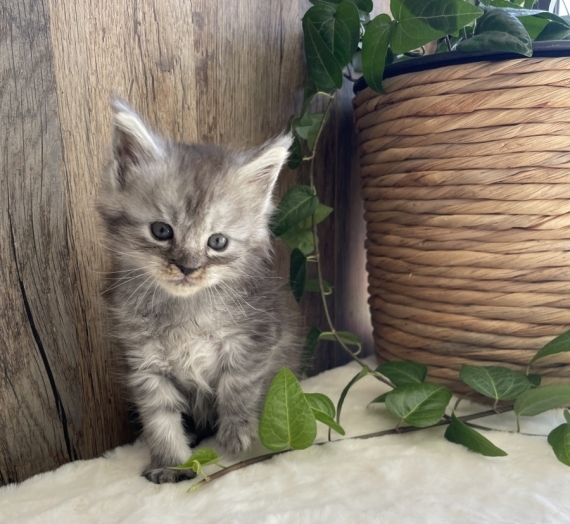 Petite femelle Maine Coon née le 06/05/2026 est proposée – vendue 1700 €.