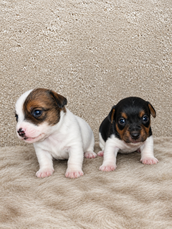 Petit m�le Jack Russell Terrier n� le 18/05/2026 est propos� � vendu 900 �.