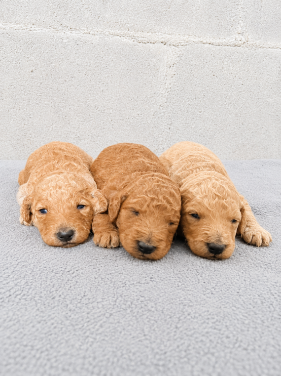 Petite femelle Caniche n�e le 31/05/2026 est propos�e � vendue 1900 �.