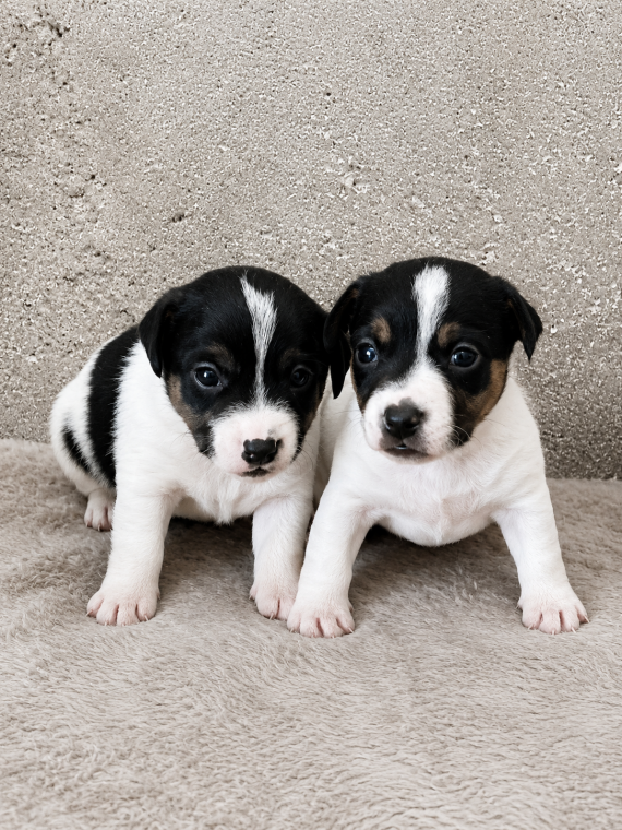 Petite femelle Jack Russell Terrier n�e le 18/05/2026 est propos�e � vendue 900 �.