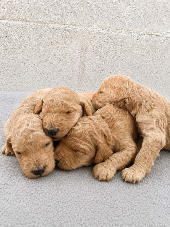 Petit m�le Caniche n� le 31/05/2026 est propos� � vendu 1700 �.