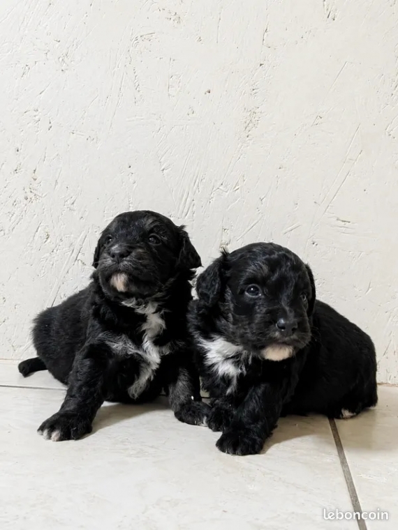 Petit m�le Berger am�ricain miniature n� le 17/05/2026 est propos� � vendu 1300 �.