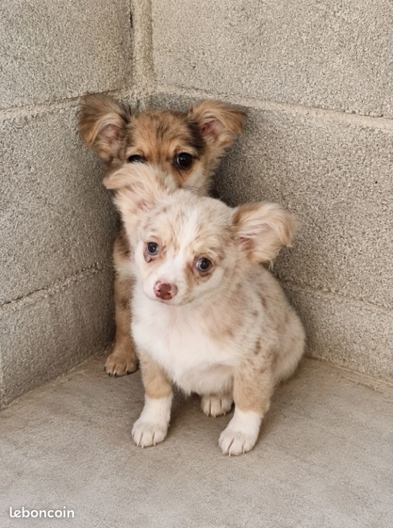 Petit m�le Chihuahua n� le 05/03/2026 est propos� � vendu 700 �.