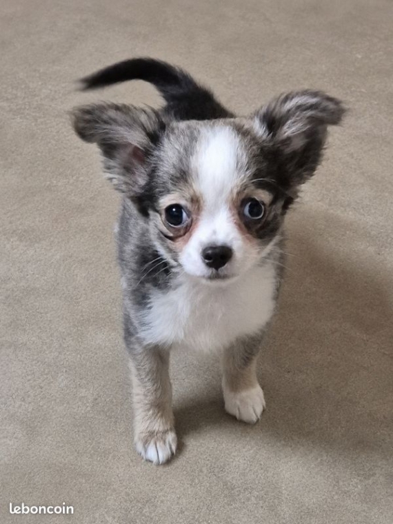 Petit m�le Chihuahua n� le 05/03/2026 est propos� � vendu 850 �.