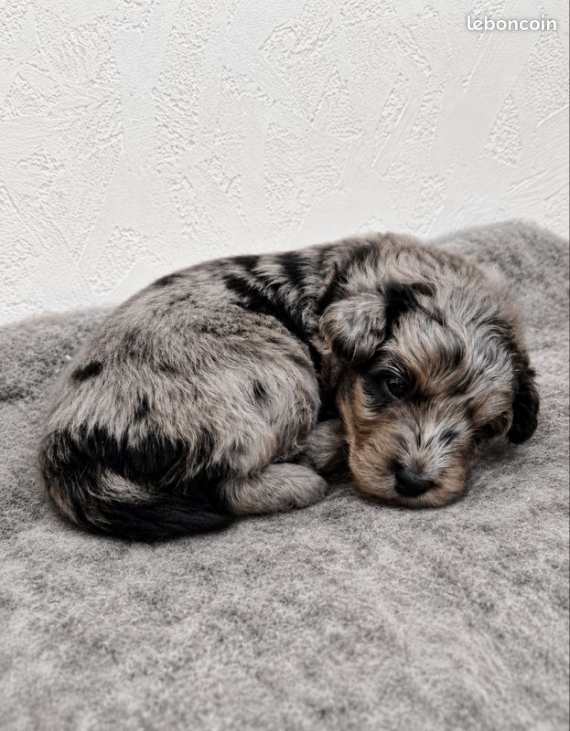 Petit m�le Berger am�ricain miniature n� le 10/05/2026 est propos� � vendu 1500 �.