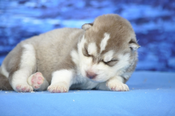 Petite femelle Husky Sibérien née le 14/05/2026 est proposée – vendue 1300 €.