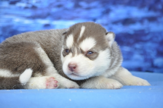 Petite femelle Husky Sibérien née le 14/05/2026 est proposée – vendue 1300 €.