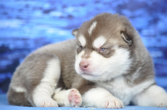 Petite femelle Husky Sibérien née le 14/05/2026 est proposée – vendue 1300 €.