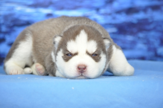 Petite femelle Husky Sibérien née le 14/05/2026 est proposée – vendue 1300 €.