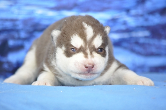 Petit mâle Husky Sibérien né le 14/05/2026 est proposé – vendu 1200 €.
