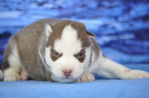 Petit mâle Husky Sibérien né le 14/05/2026 est proposé – vendu 1200 €.
