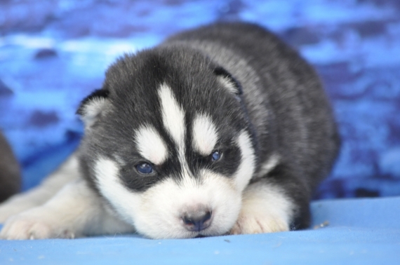 Petit mâle Husky Sibérien né le 14/05/2026 est proposé – vendu 1400 €.