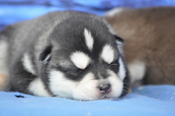 Petit mâle Husky Sibérien né le 14/05/2026 est proposé – vendu 1200 €.