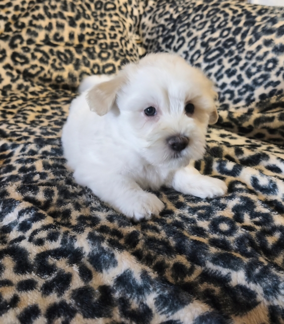 Petite femelle Coton de Tulear née le 30/04/2026 est proposée – vendue 1400 €.