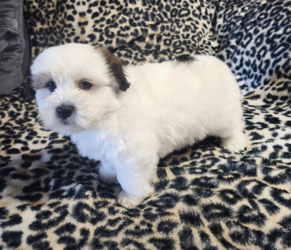 Petit mâle Coton de Tulear né le 30/04/2026 est proposé – vendu 1200 €.