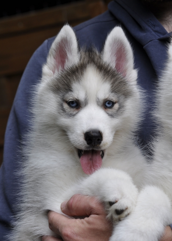 Petite femelle Husky Sibérien née le 03/04/2026 est proposée – vendue 1400 €.