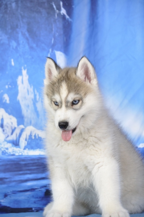 Petit mâle Husky Sibérien né le 03/04/2026 est proposé – vendu 1400 €.