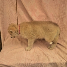 Acheter Husky Sibérien bébé pour 780 €