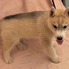 Husky Sibérien chiot vendu 780 €