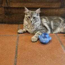 Chaton Maine Coon à adopter au prix de 1000 €
