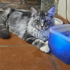Chaton Maine Coon à adopter au prix de 1000 €