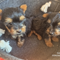 Acheter Silky Terrier bébé pour 1500 €