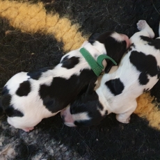 Chiot Cocker Anglais Spaniel à adopter au prix de 1600 €