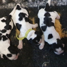 Acheter Cocker Anglais Spaniel bébé pour 1600 €