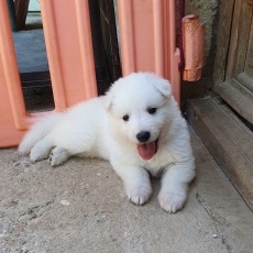 Adoption chiot Berger Blanc au prix de 1900 €