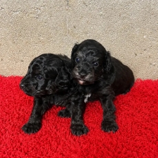 Chiot Berger am�ricain miniature � vendre au prix de 1300 � vaccin� et identifi�.