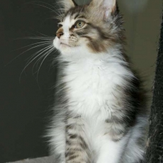Acheter Maine Coon bébé pour 1200 €