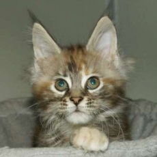 Chaton Maine Coon à adopter au prix de 1200 €