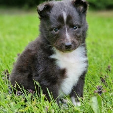Colley Shetland chiot vendu 2000 €