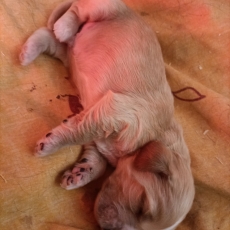 Adoption chiot Cocker Anglais Spaniel au prix de 1500 €