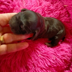 Cette petite femelle Cocker Anglais Spaniel proposée à l'achat est née le 11/06/2026.