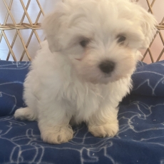 Chiot Bichon Maltais à adopter au prix de 1480 €