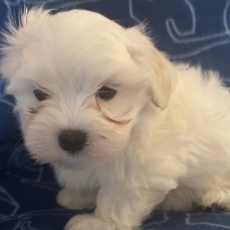 Chiot Bichon Maltais à adopter au prix de 1480 €