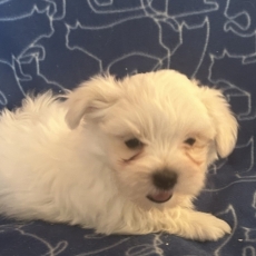 Bichon Maltais chiot vendu 1480 €