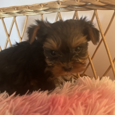 Adoption chiot Yorkshire Terrier au prix de 1700 €