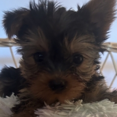 Adoption chiot Yorkshire Terrier au prix de 1700 €