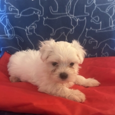 Chiot Bichon Maltais à adopter au prix de 1580 €