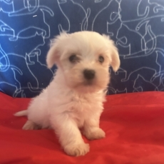 Bichon Maltais chiot vendu 1480 €