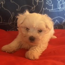 Chiot Bichon Maltais à adopter au prix de 1480 €