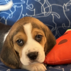 Acheter Beagle bébé pour 1050 €