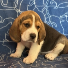 Adoption chiot Beagle au prix de 1050 €